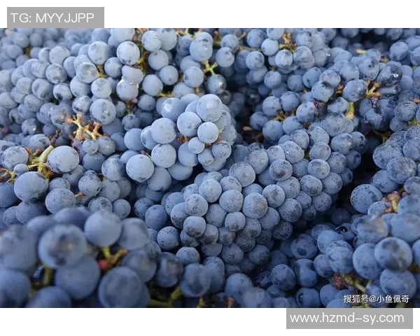 姚明亲自推荐的红酒品鉴之旅让你领略葡萄酒的魅力与风味 姚明亲自推荐的红酒品鉴之旅让你领略葡萄酒的魅力与风味