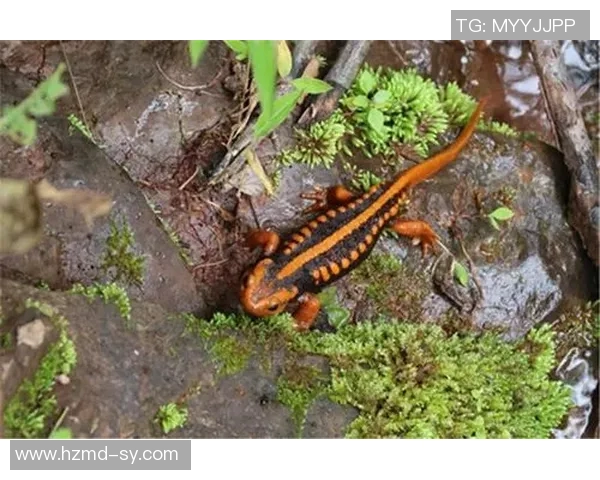 姚明携手动物保护组织倡导生态平衡与野生动物保护的重要性